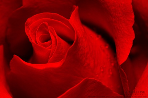 Roses are red