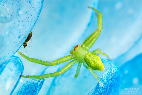 Crab Spider