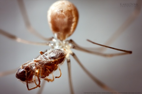 A spider and its prey