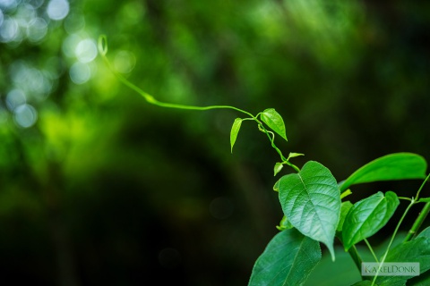 Towards the Light