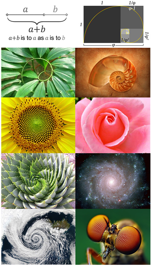 The golden ratio in nature