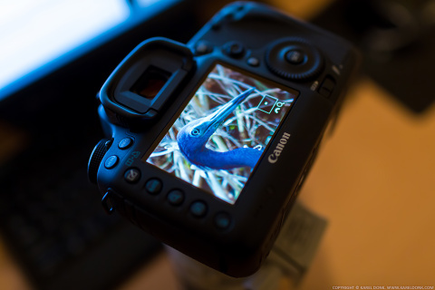 Expert Shield Screen Protector for the Canon 5D Mark III