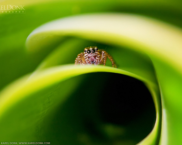 Test Macro photoshoot — Close-up of a small spider (almost looks like a lolspider)