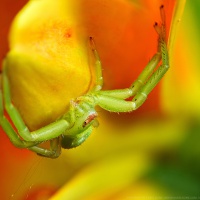 A Crab Spider on a flower