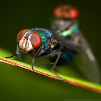 Mating flies