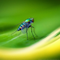 A small fly on a leaf